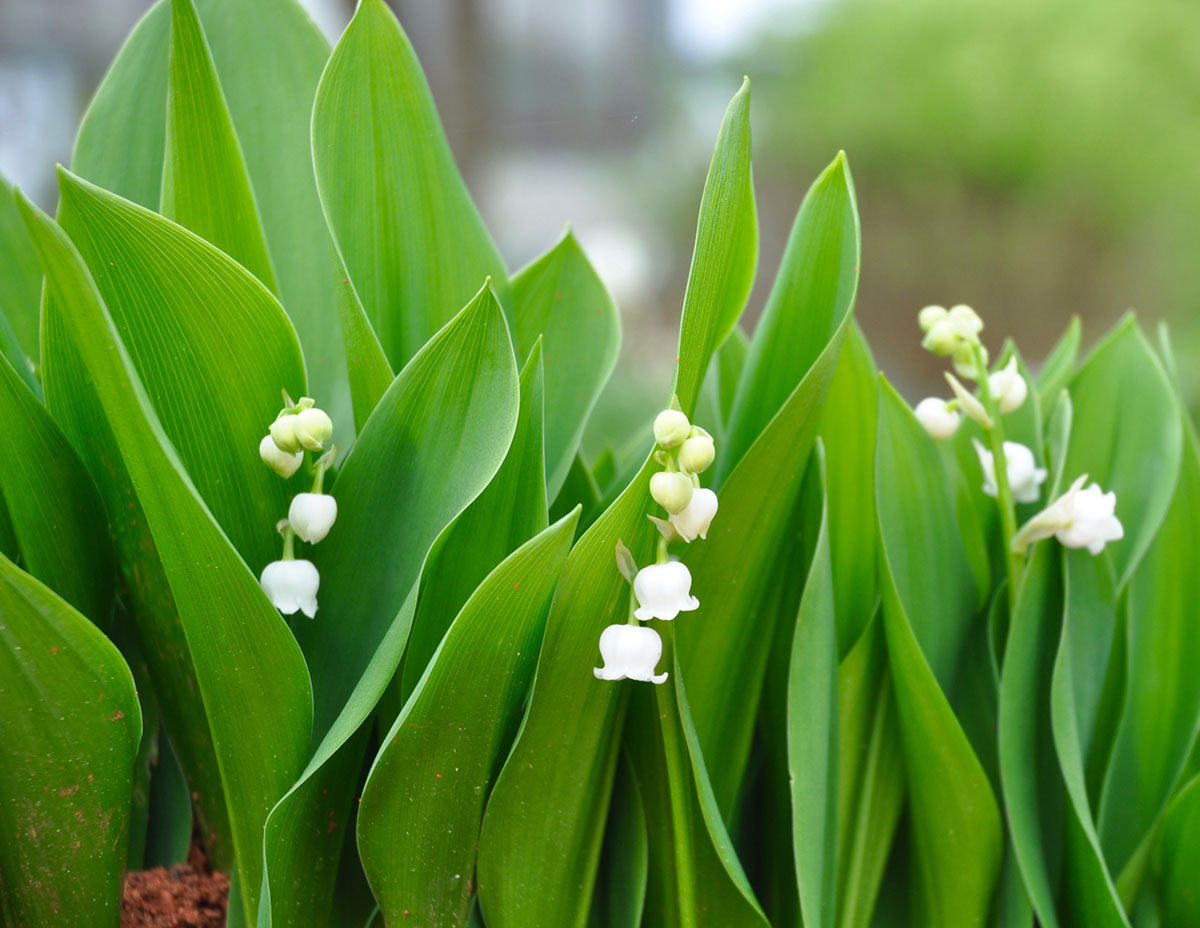plants for the classic Southern Garden, Lily of the Valley