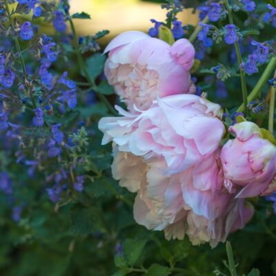 plants for a classic Southern garden, pink peonies