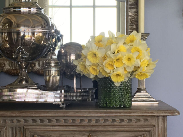 daffodils, East Hampton home of Marshall Watson