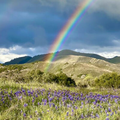 lupin, rainbow, Rancho La Zaca