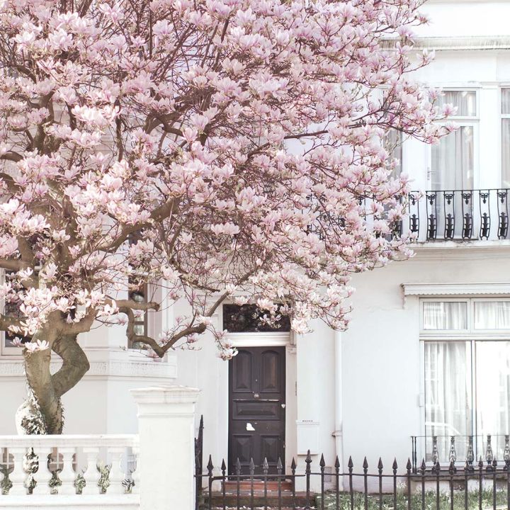 Georgianna Lane's London in Bloom (Photos) - Flower Magazine