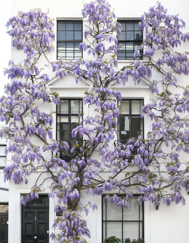Purple blooms of a single trained wisteria surround all the windows of the 3-story white home with black trim