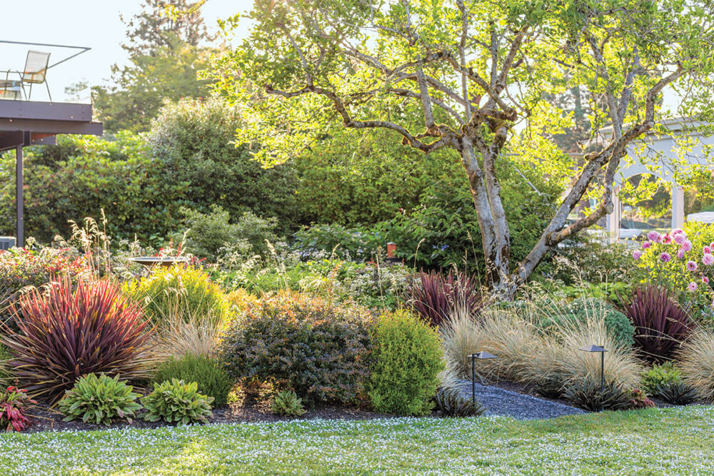 Garden with varied textures and forms of blue oat grass, cordylines, dahlias and other plants.