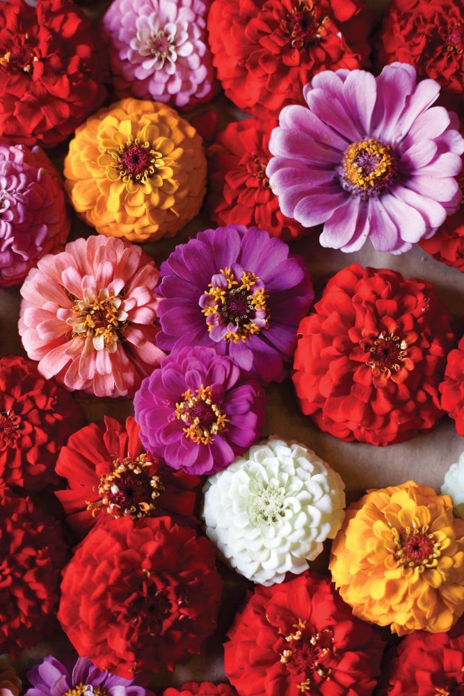 Beautiful purple, pink, and red zinnia blooms lay on a table.