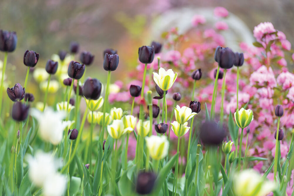 White Spring Green tulips mix with nearly black Queen of Night tulips and hot pink azaleas.