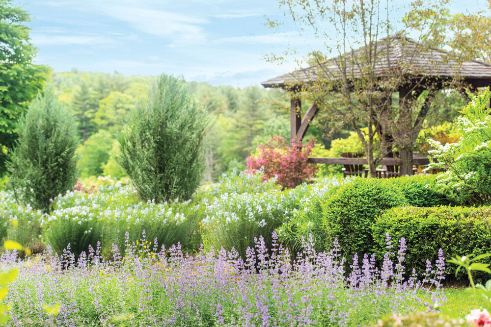 A gazebo cosseted in an allée of nepeta and a hedge of Amsonia hubrichtii serves as a lookout point for the restored garden at Swift River Farm.
