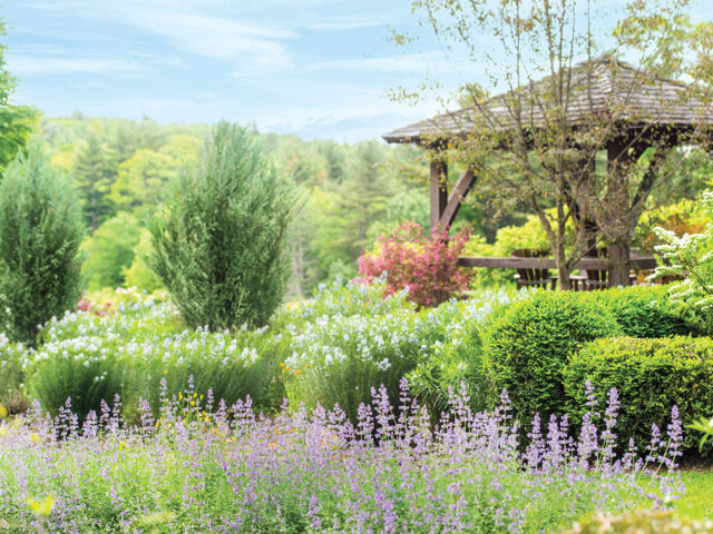 A gazebo cosseted in an allée of nepeta and a hedge of Amsonia hubrichtii serves as a lookout point for the restored garden at Swift River Farm.