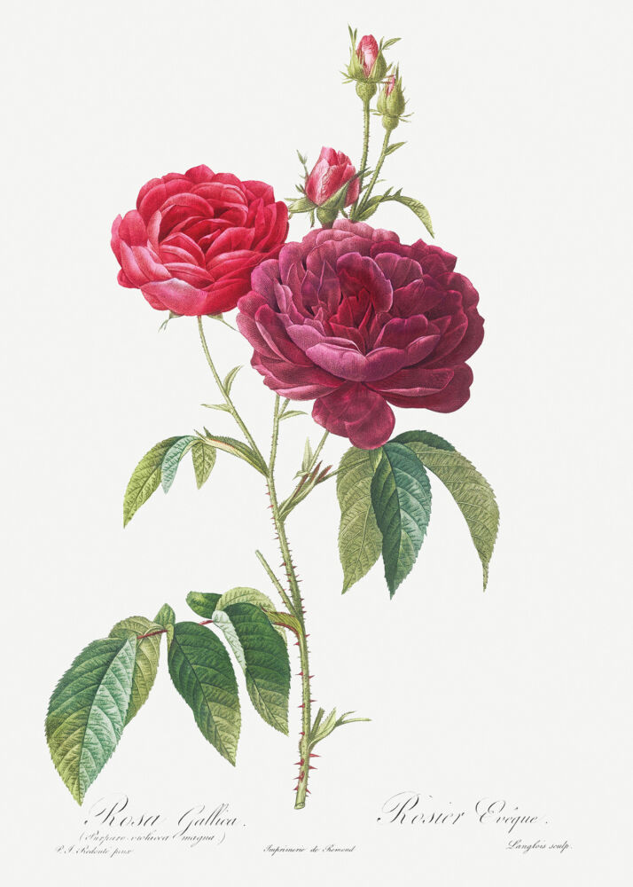 Hand colored engraving of two roses, one maroon and the other bright red1