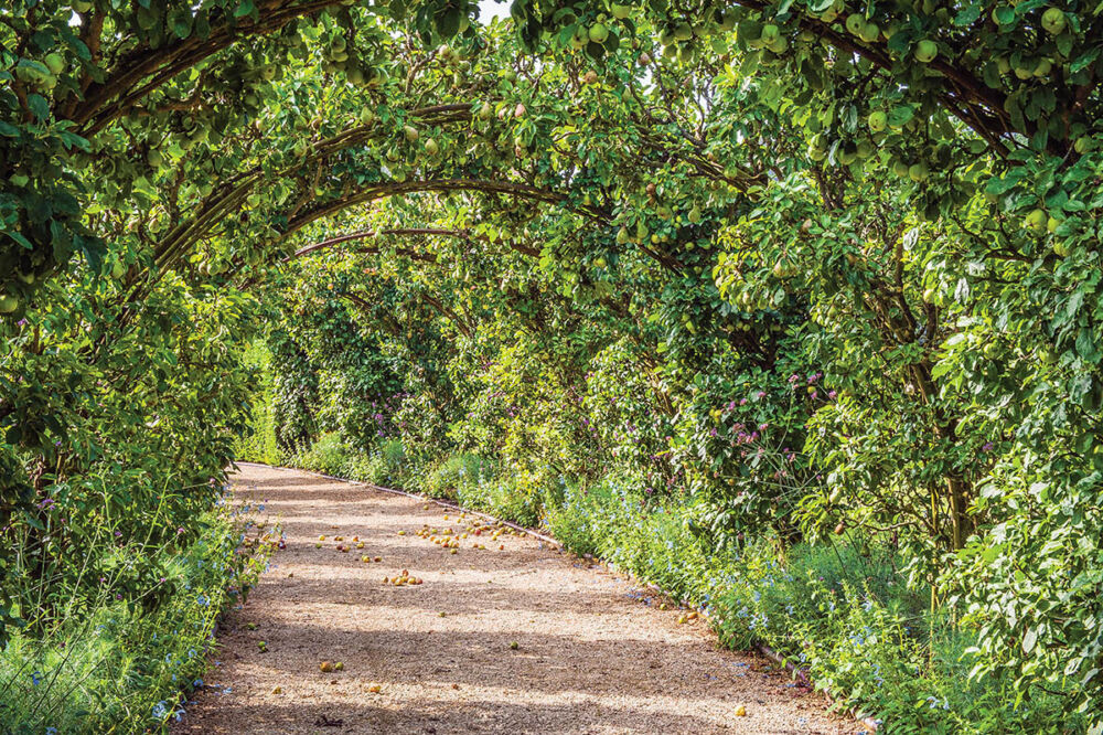 A pear tunnel over a curving path at Eythrope Garden