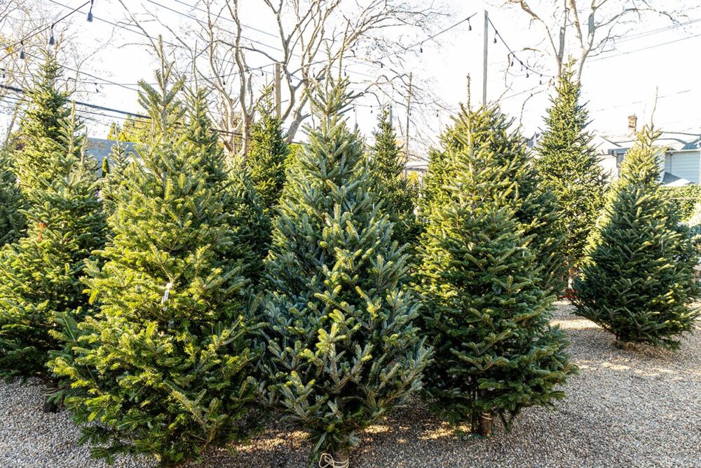 Christmas trees at East Hampton Gardens