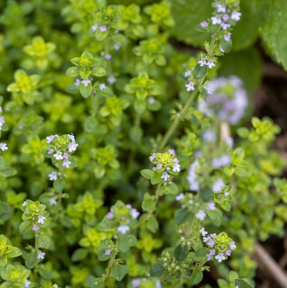 Light Green thyme with purple flower buds.
