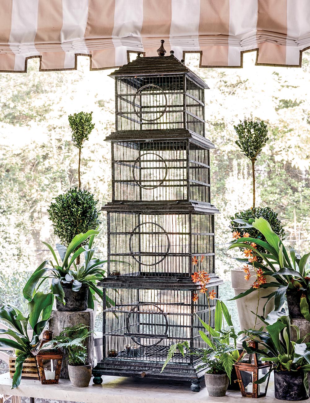 Tall, pagoda-like birdcage flanked by orchids, ferns, and topiaries atop table on screened porch designed by Ashley Whittaker.