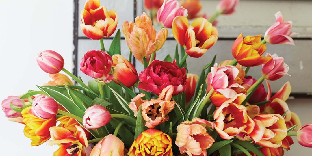 A simple tulip arrangement by floral designer Mimi Brown in a tole cachepot