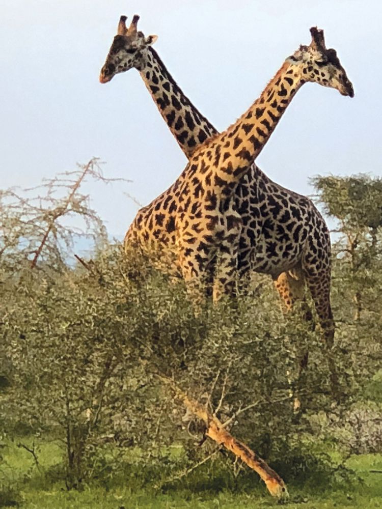 Two giraffes in Africa.