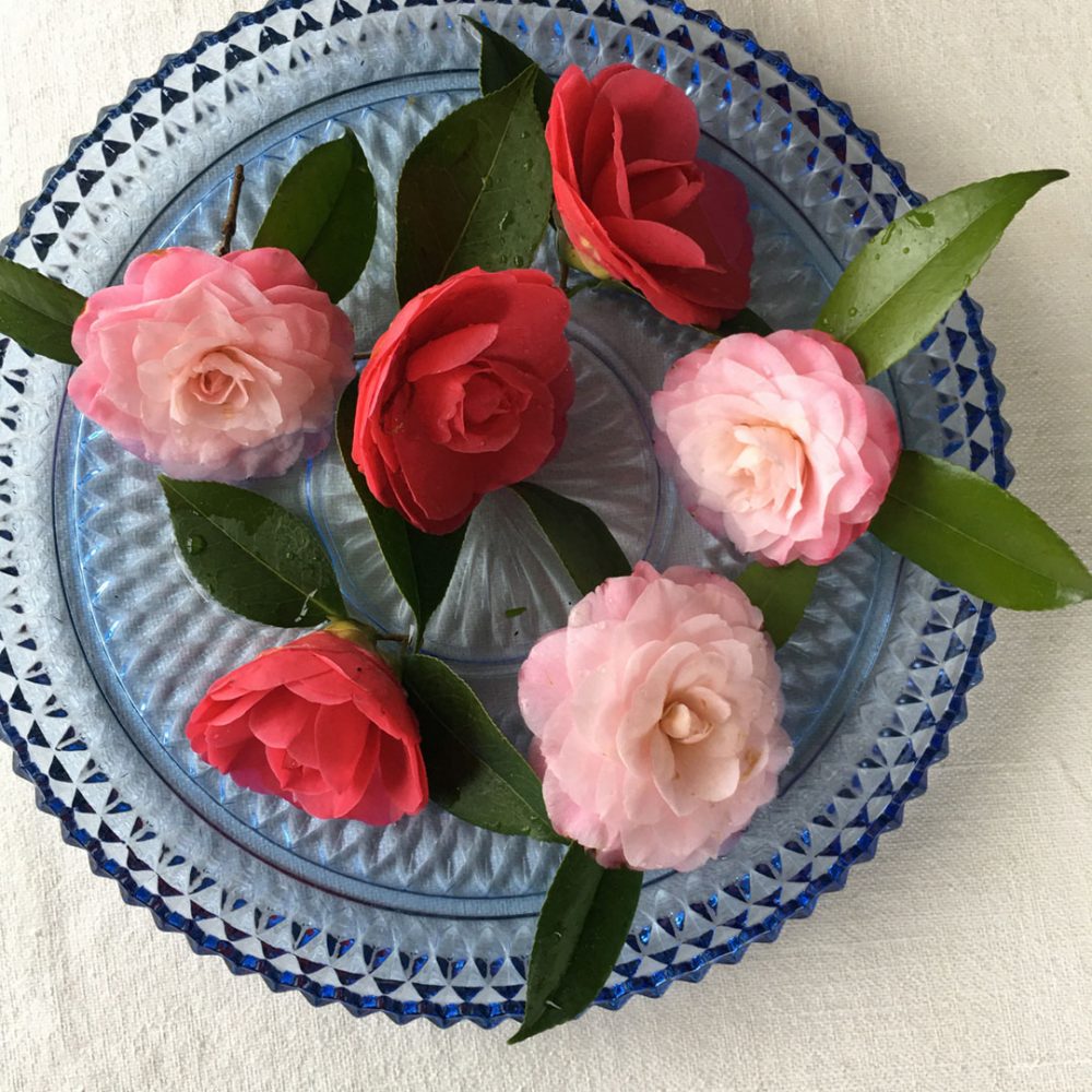camellia blooms floating in a vintage blue dish