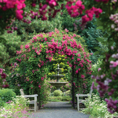 A view through the rose-bowered arches at Plantsville Pines, leading to a 3-tiered splashing fountain