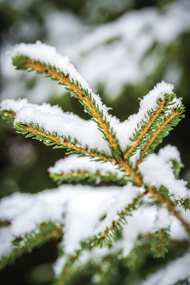 Snow covering spruce leaves.