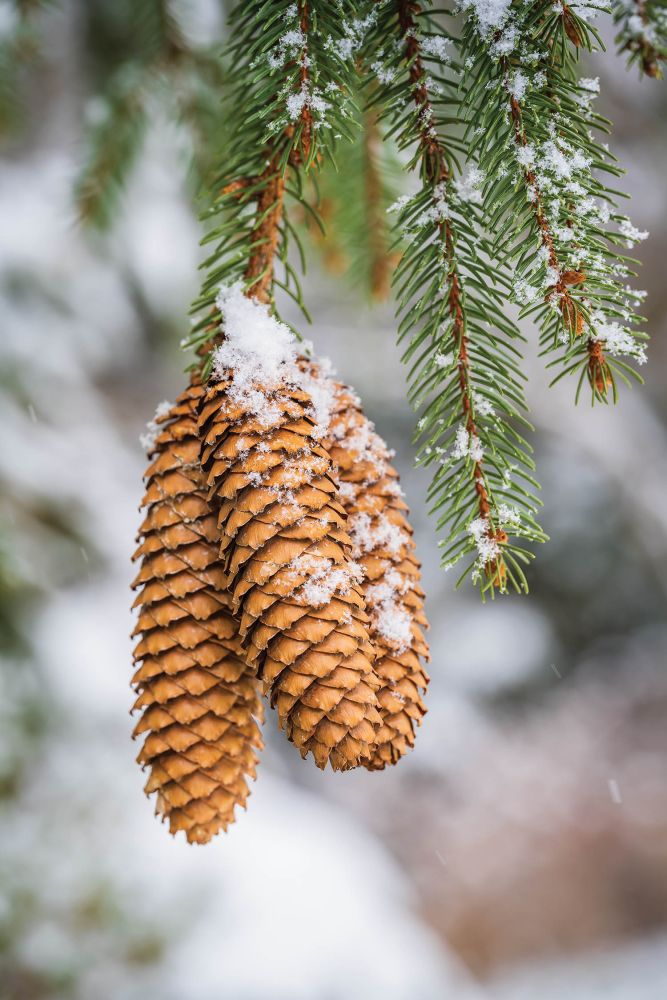 Pinecones covered in snow.