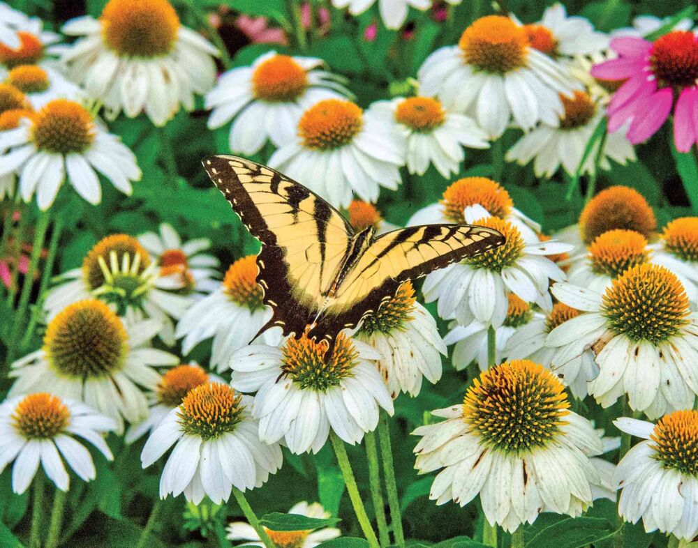 A yellow swallowtail butterfly sits atop white coneflowers.