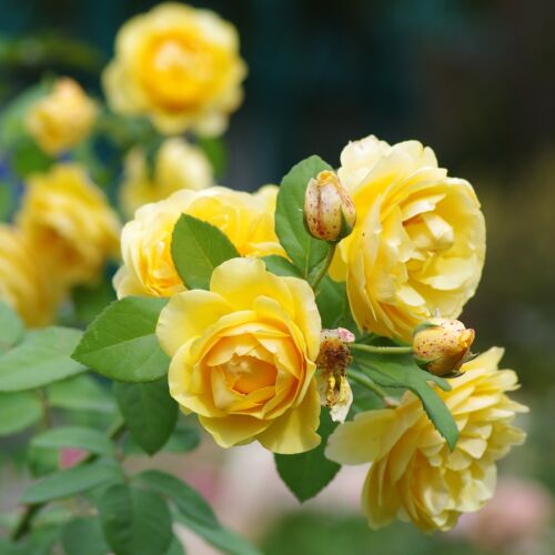 Scented roses of yellow Graham Thomas Rose