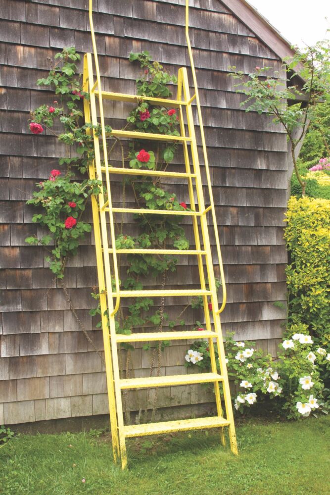Yellow ladder leaning against shingled building with red climbing roses at the Madoo Conservancy