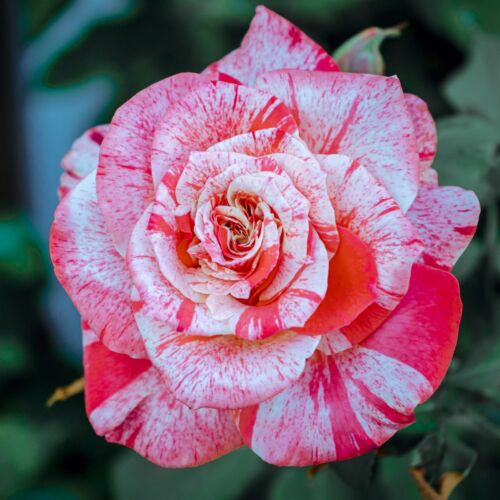 "Scentimental" spicy scented rose