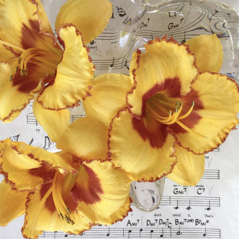 Three 'Jazz King' daylily blooms, which are bright yellow with red-orange centers and ruffled edges, arranged in a shallow clear dish, set on top of sheet musing. 