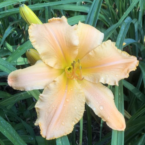 Pale peach daylily with ruffled edges