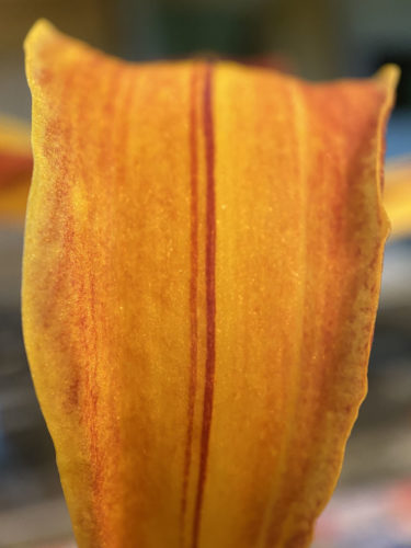 Close up of the orange and red petal of the 'Serge Renaud' daylily, photographed with telephoto lens