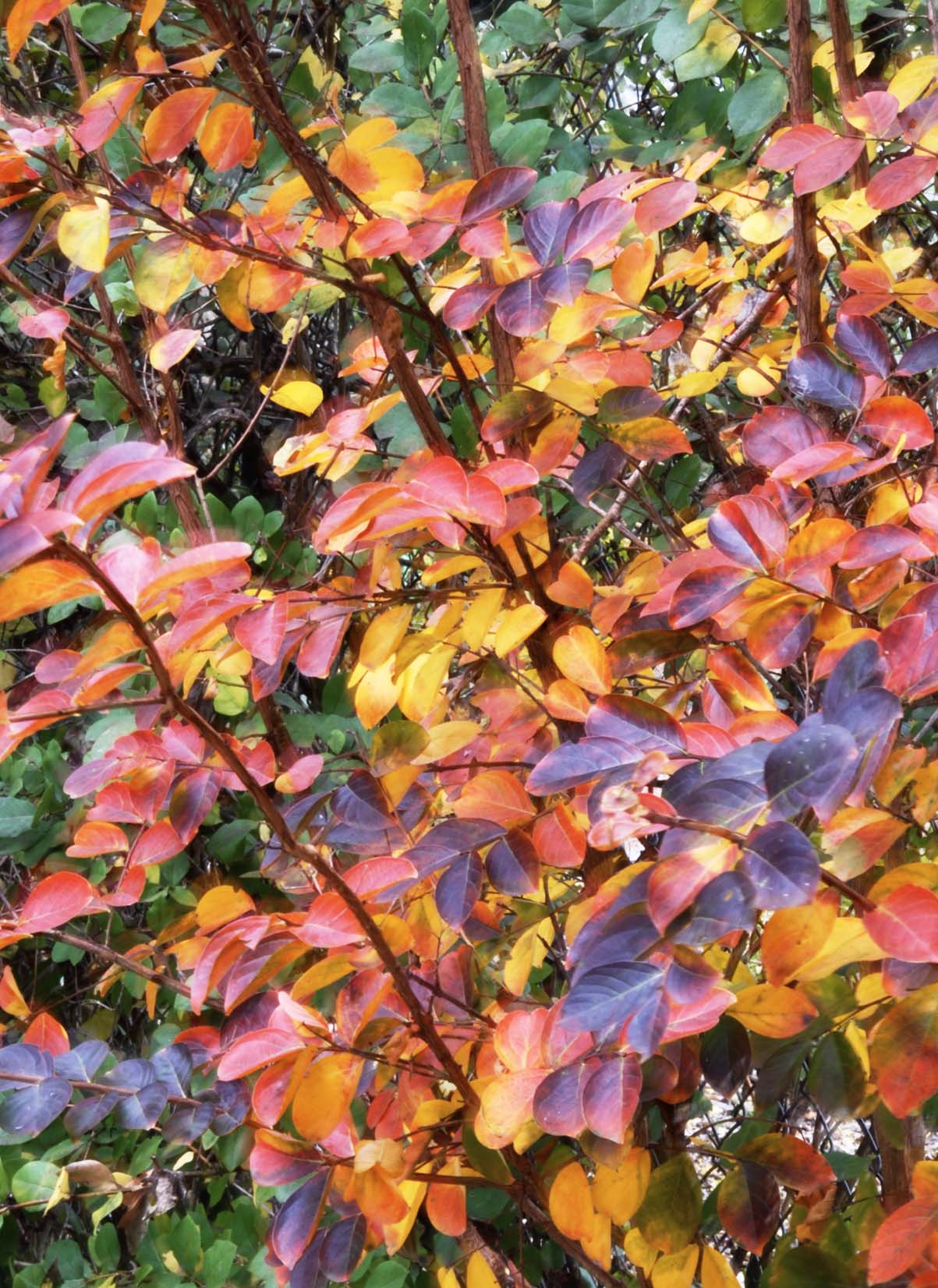 Close-up of yellow, orange, and red tinged foliage on a crepe myrtle tree in autumn
