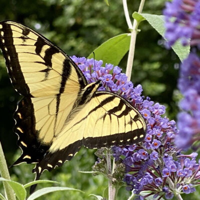 Yellow swallowtail butterfly on purple butterfly bush blooms