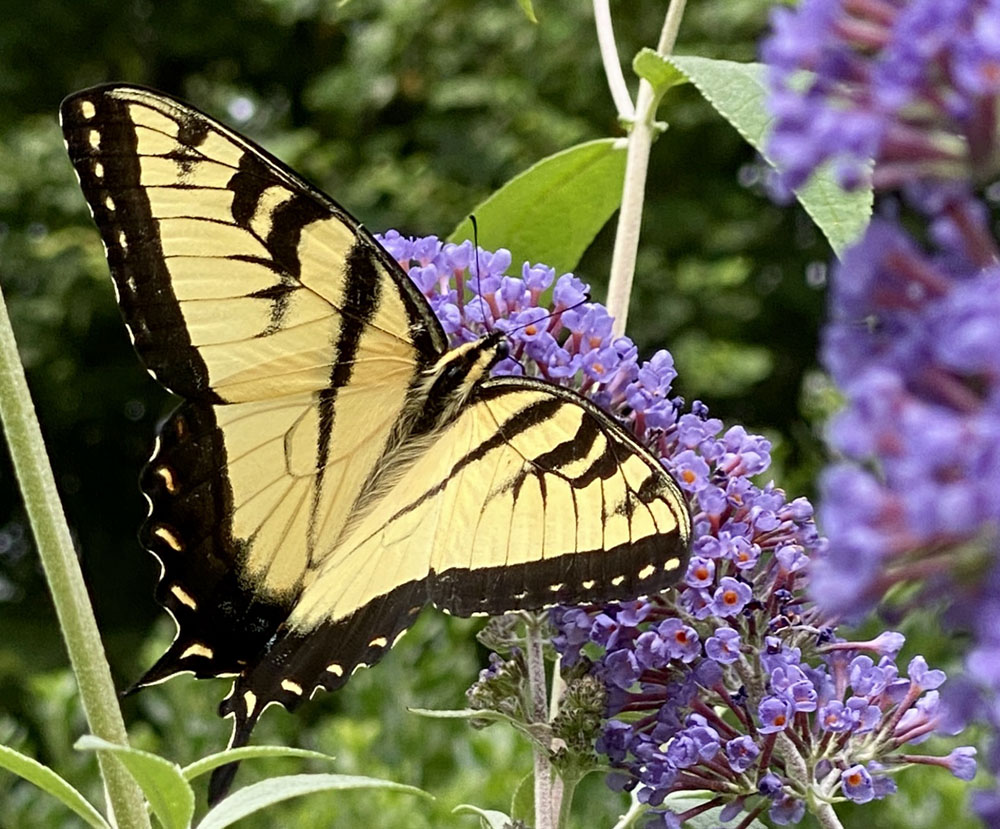 Yellow swallowtail butterfly on purple butterfly bush blooms