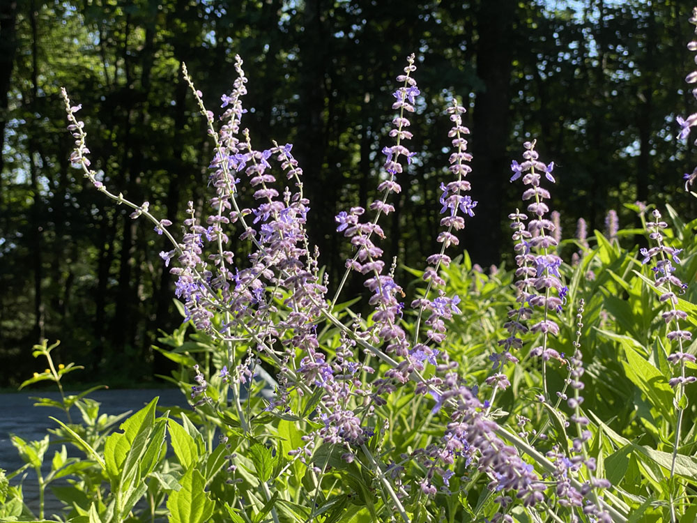 flowers that attract pollinators, tall purple blooms of Russian sage in the sun