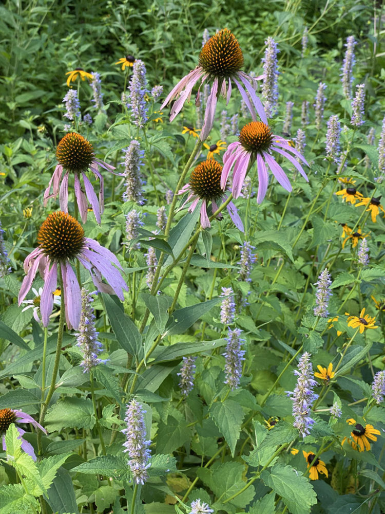 flowers that attract pollinators