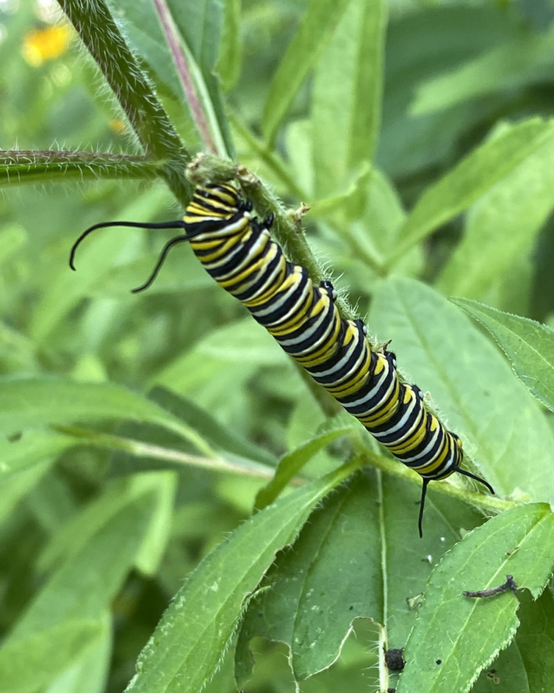 host plant for Monarch butterfly