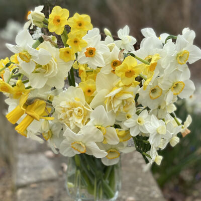 vase of assorted daffodil blooms, from pale to bright yellow