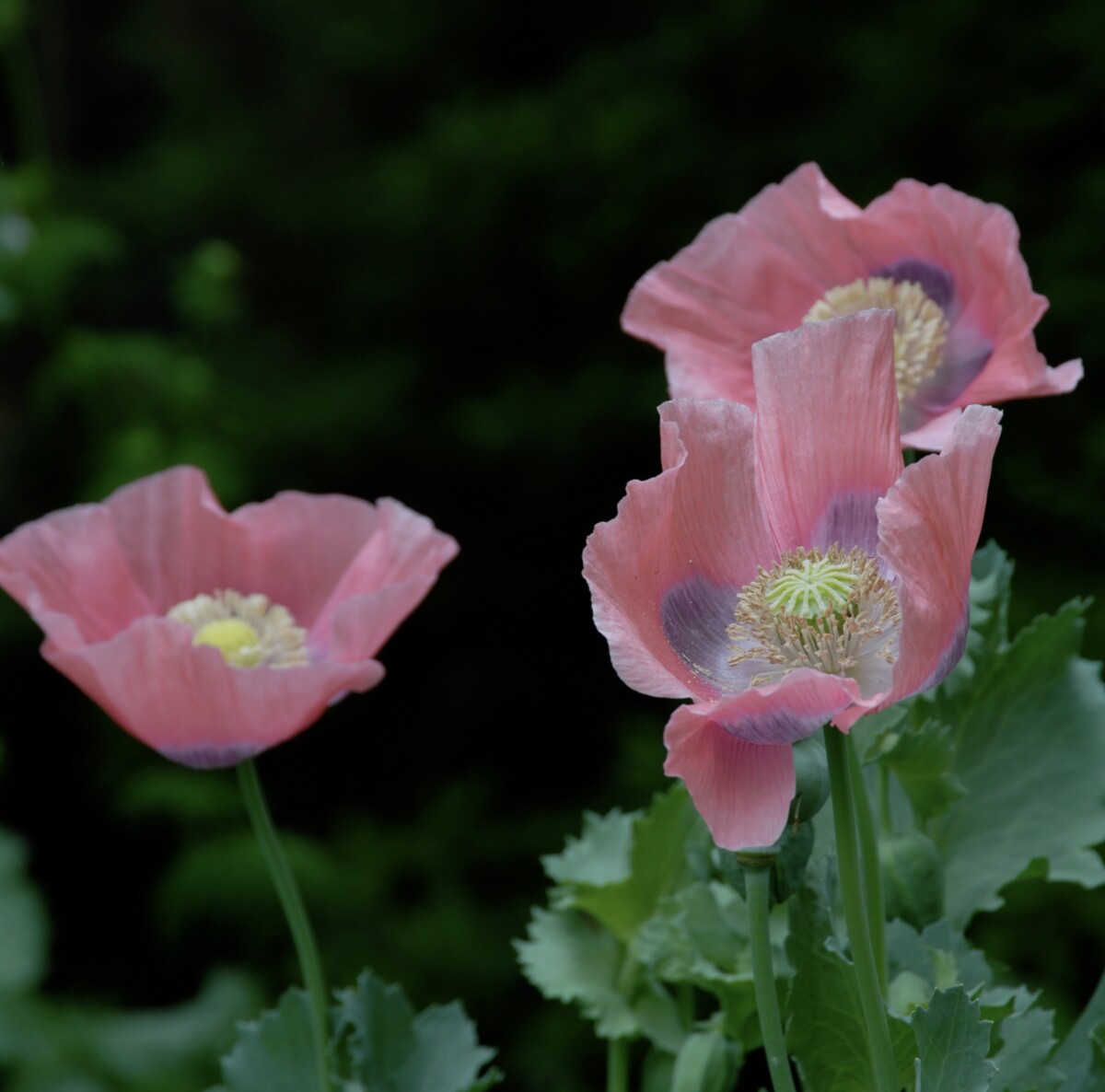 3 blooms of pale pink opium poppies against a dark background