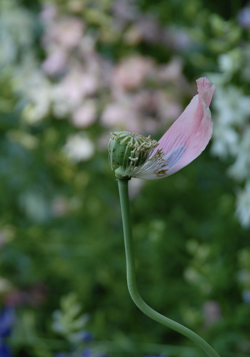 poppy ovary with one petal