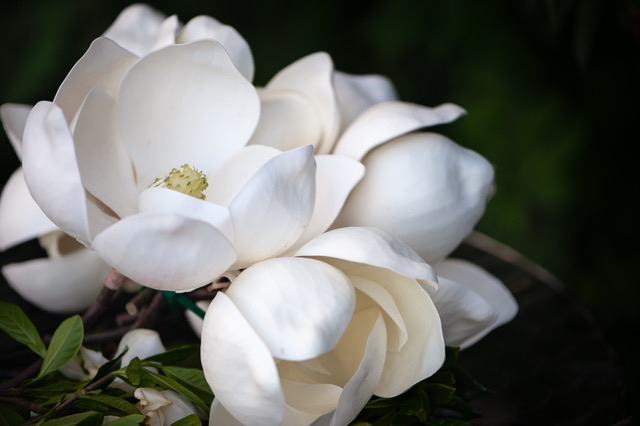Fresh magnolia flowers