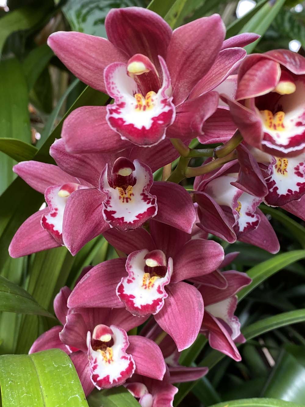 Stem of a cymbidium hybrid orchid covered in mauve-colored blooms with white centers