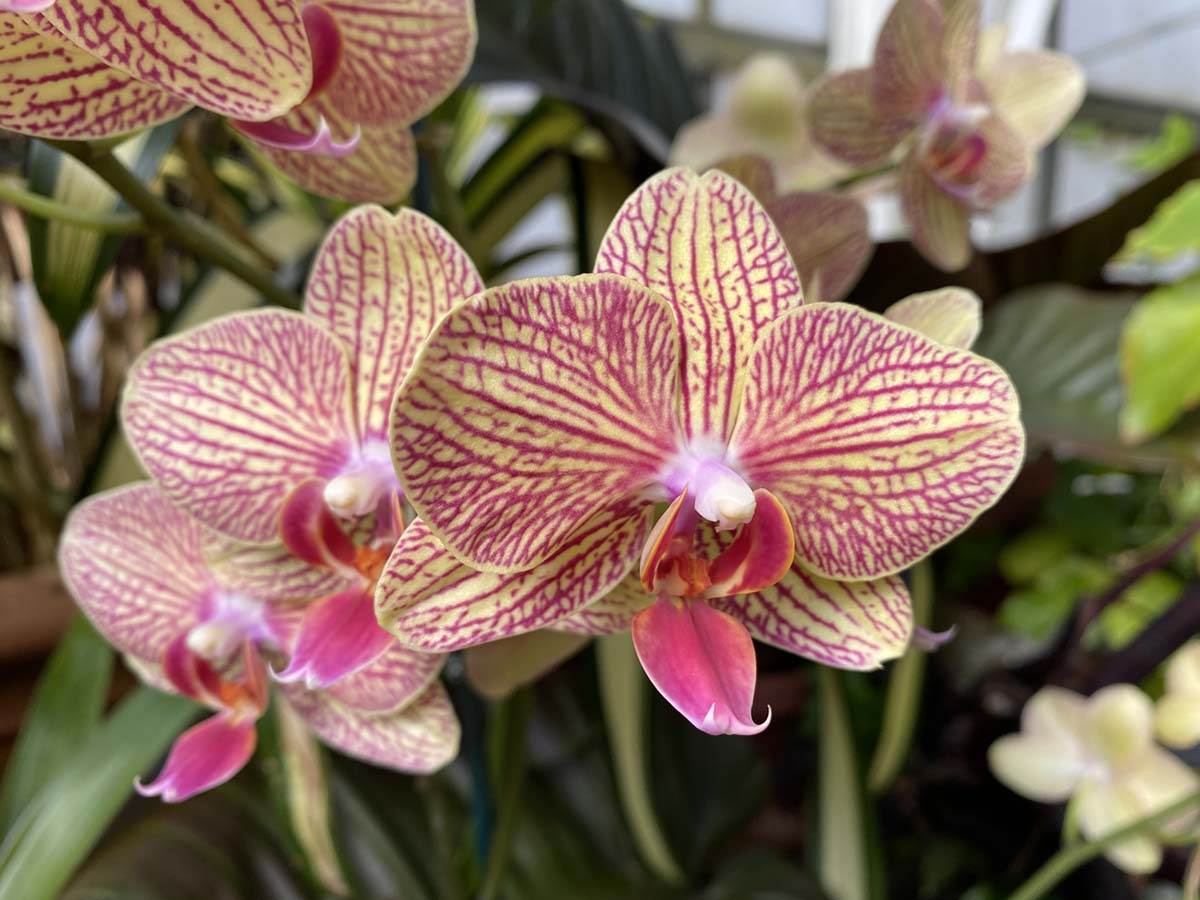 Phalaenopsis ‘Baldans Kaleidoscope’ at the orchid conservatory at Biltmore