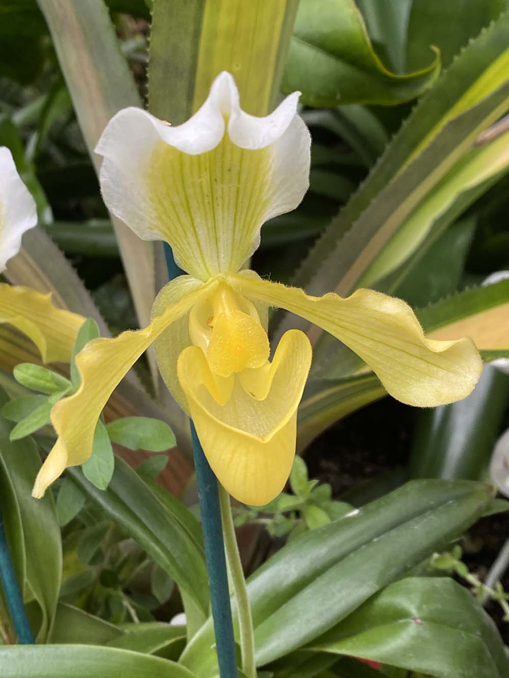 pale yellow lady slipper orchid at the orchid conservatory at Biltmore