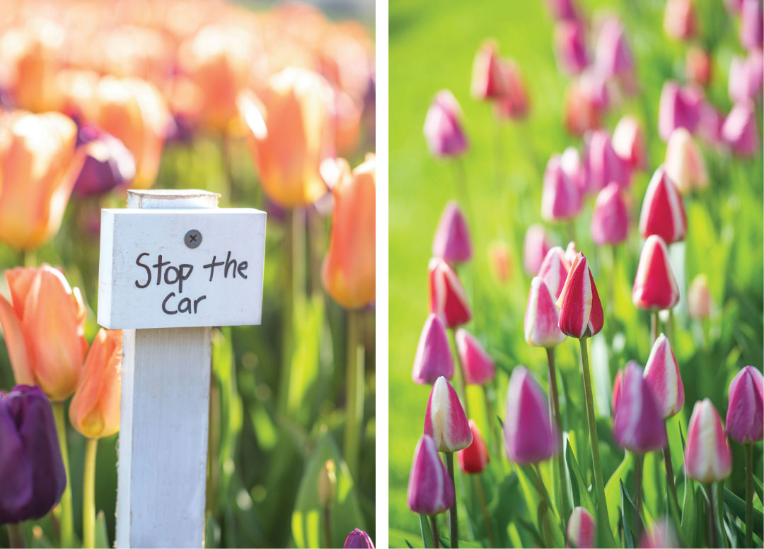 Details of flowers at the 2020 Tulip Festival at The Stevens-Coolidge Place