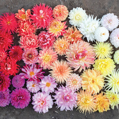 a vignette of hybrid dahlia blooms ranging from yellow and orange to pink, coral, red and fuschia from the book Floret Farm’s Discovering Dahlias (Chronicle Books, 2021)