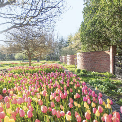 field of yellow and pink tulips along a wavy brick wall