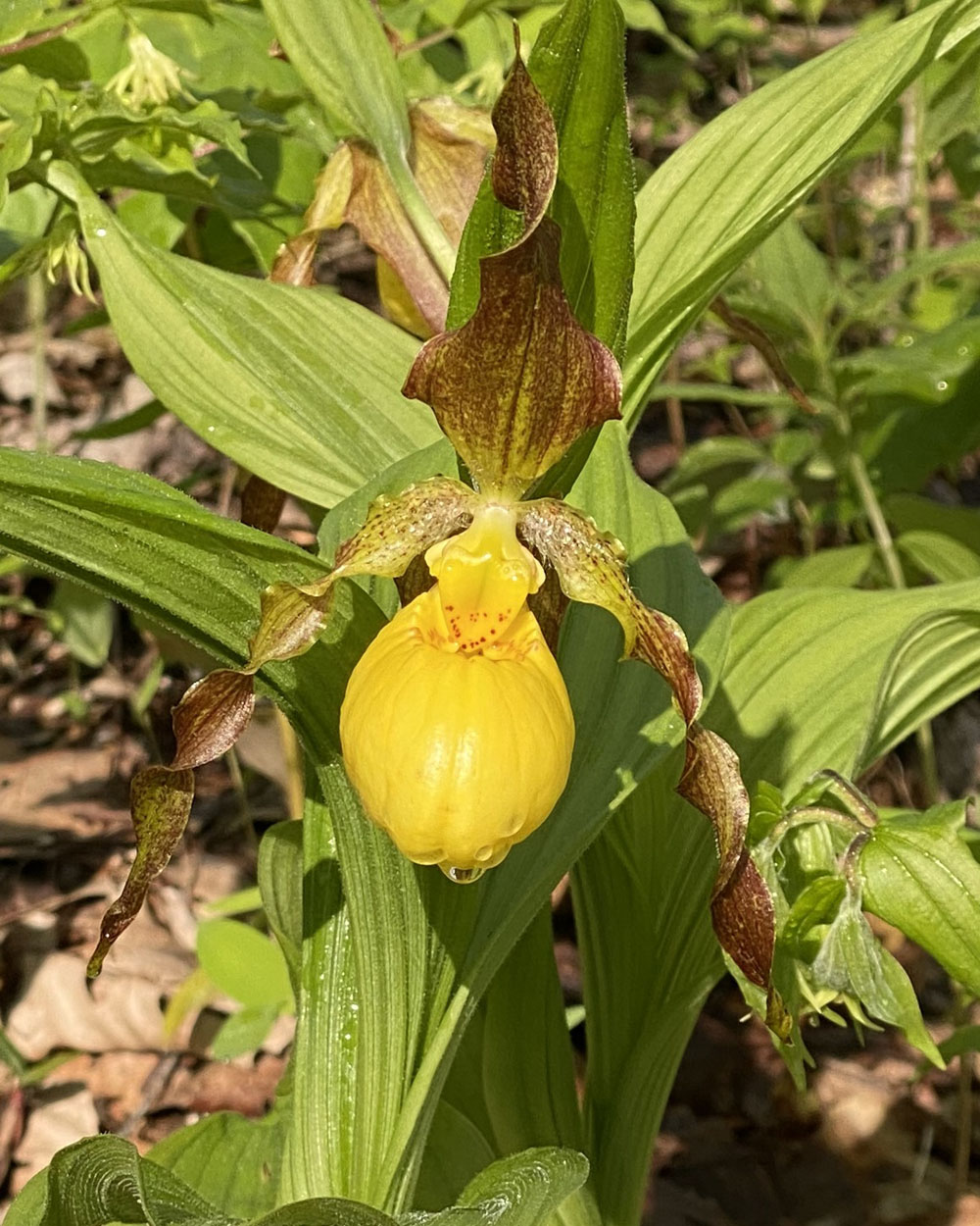native orchid, ladyslipper orchid