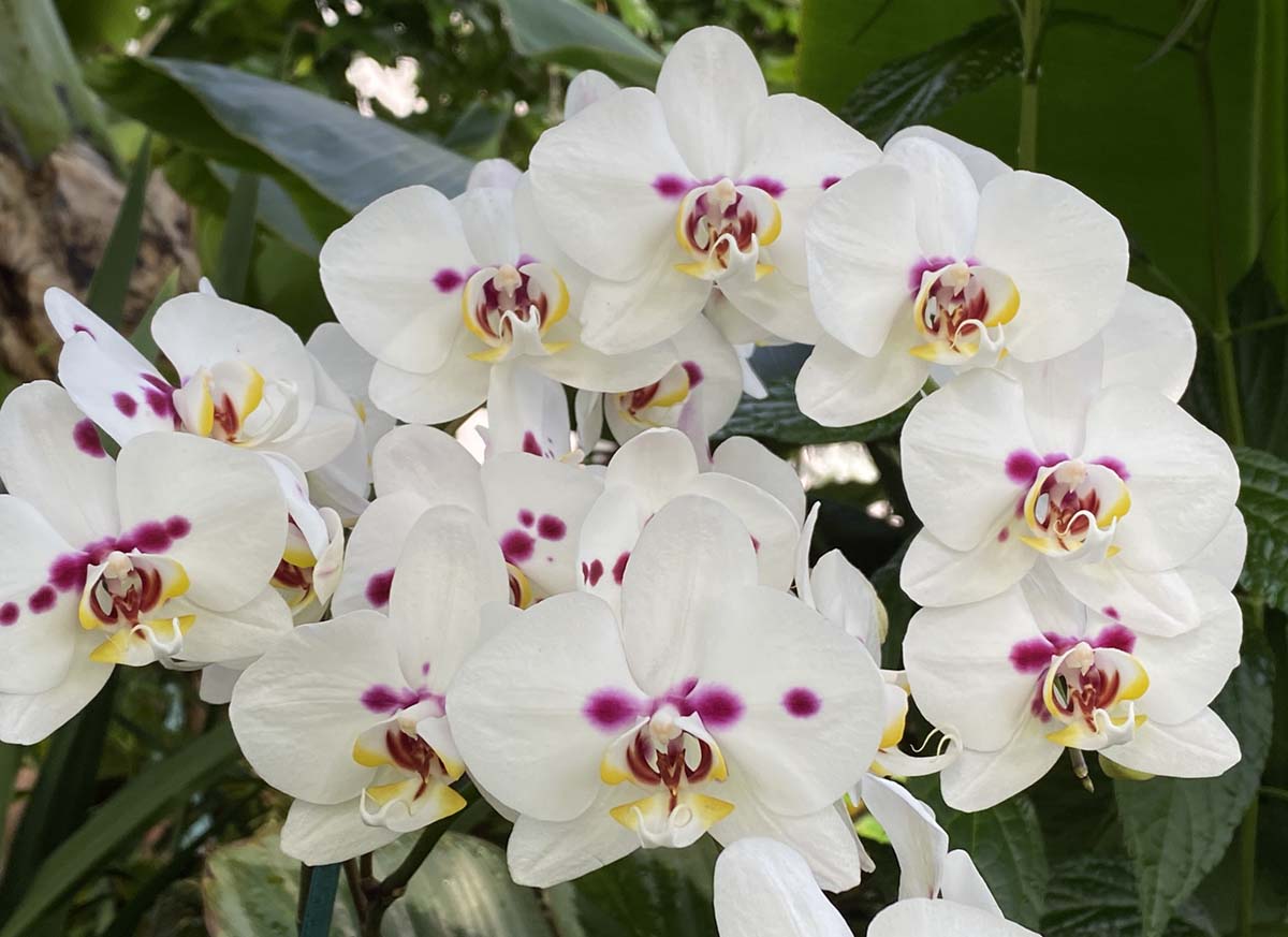 A orchid stem covered in white blooms with pink spots and yellow accents at the Biltmore Orchid Conservatory
