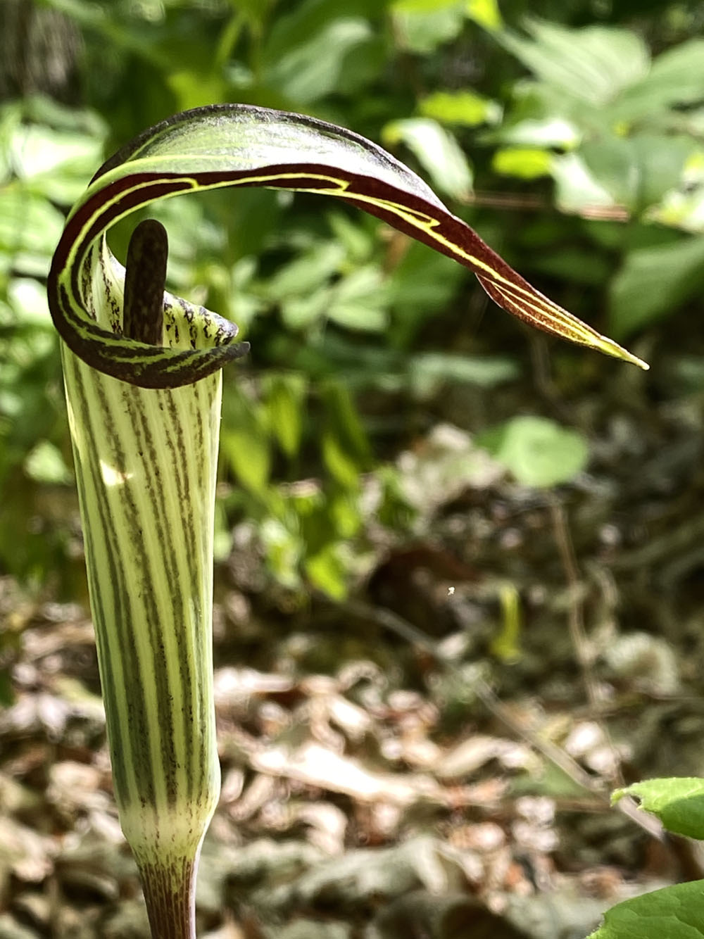 Jack-in-the-pulpit, North American wildflower
