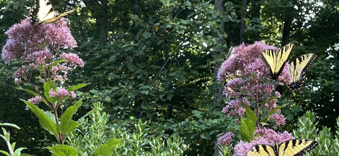 Four yellow swallowtail butterflies alight on the purple blooms of Joe-Pye Weed, a wildflower native to the Blue Ridge Mountains of North Carolina