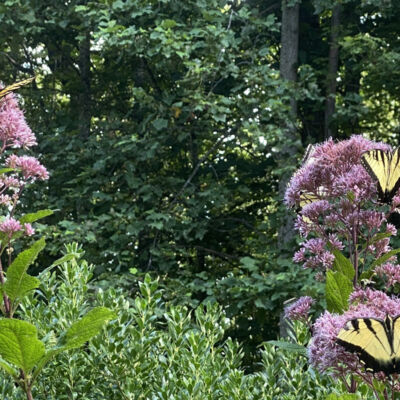 Four yellow swallowtail butterflies alight on the purple blooms of Joe-Pye Weed, a wildflower native to the Blue Ridge Mountains of North Carolina